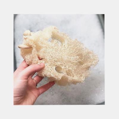 ESFREGAO DE LUFFA PARA LOICA 1un